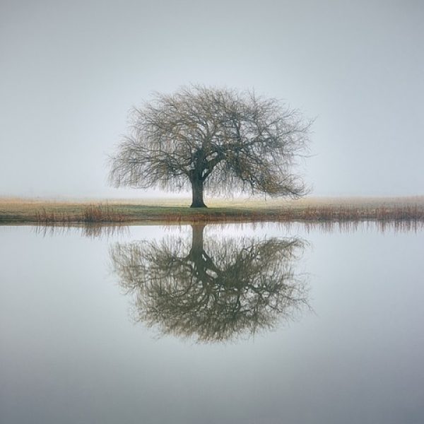 tree-7403295_960_720